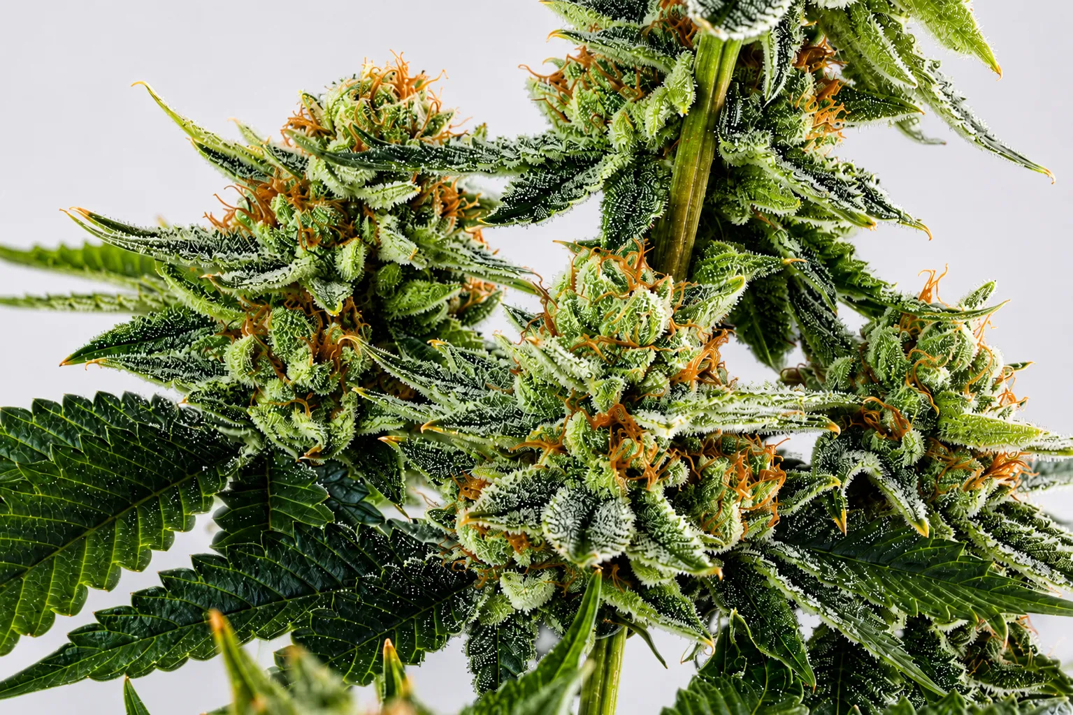 Flor de cannabis