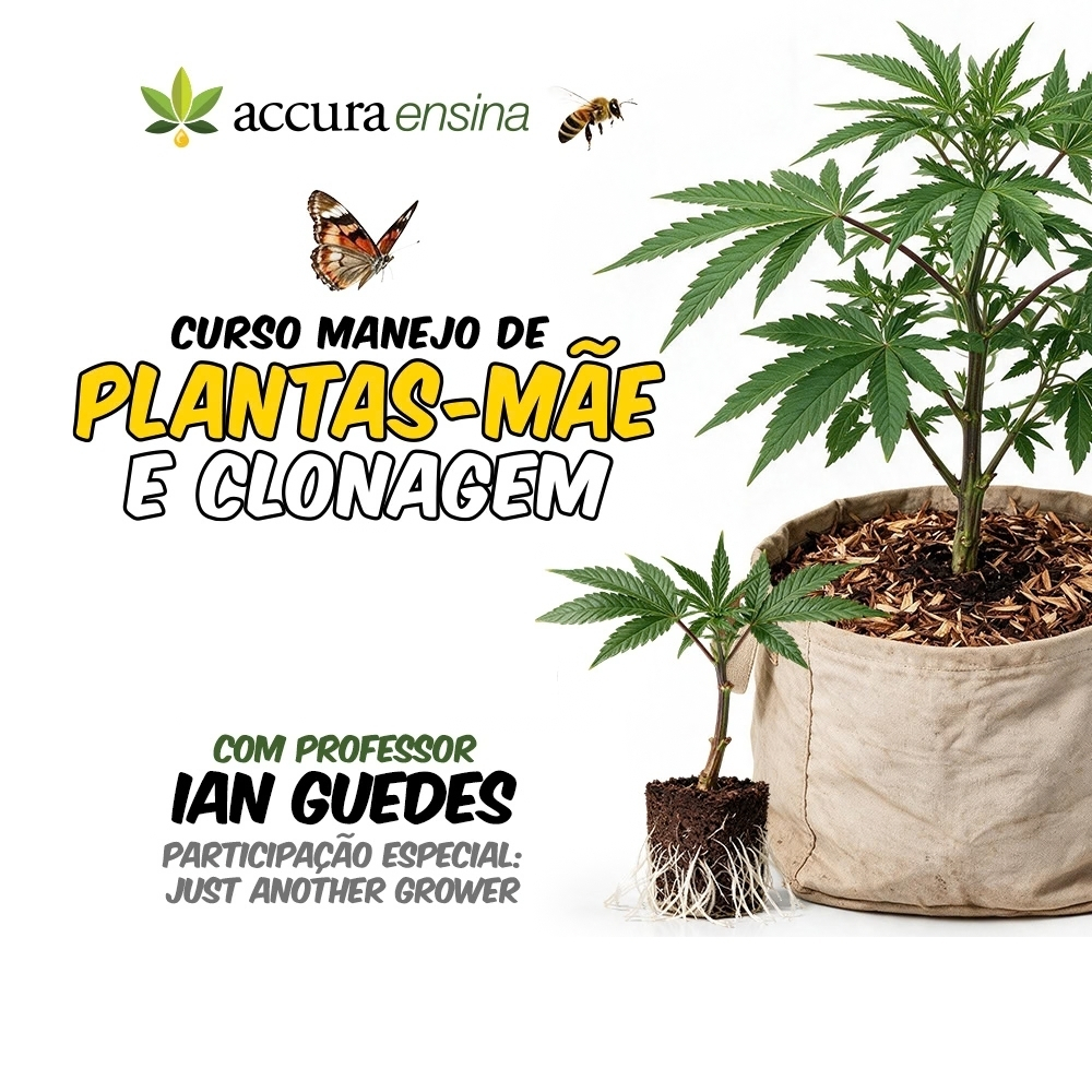 Manejo de Plantas Mãe e clonagem de Cannabis