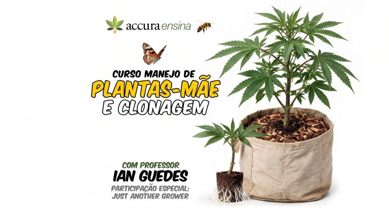 Manejo de Plantas Mãe e clonagem de Cannabis